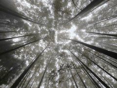 -山王坪喀斯特国家生态公园