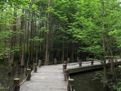 -桤木河湿地公园