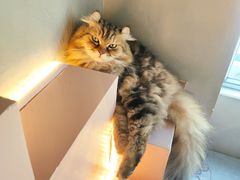 -猫儿山۰猫主题餐厅