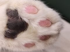 -安格丽娜·狗咖·猫咖羊驼咖(春熙路百盛商场店)