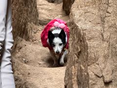 -鲁山国家森林公园