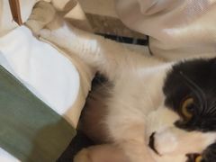 -猫色咖啡·猫咖