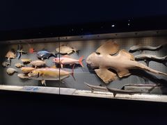 -贝林大翅鲸简餐厅(国家海洋博物馆店)