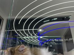 -小猫来了·猫舍(红山六九七九店)