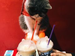 -猫色咖啡·猫咖