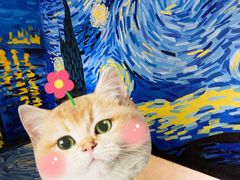 -上海梵高星空艺术馆(南京路旗舰店)