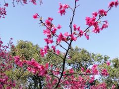-广州市白云山风景名胜区