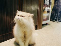 -more than meow吴止猫主题餐厅(承德 中船汇店)