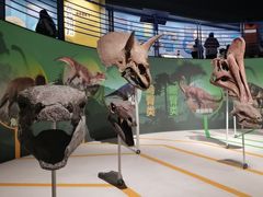 -国家自然博物馆