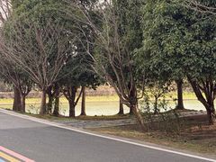 -同里国家湿地公园