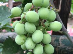 -万源龙顺度假庄园生态观光园