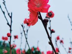 -南国桃园旅游度假区