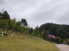 -铁山坪森林公园