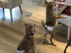 -柴犬小屋·柴餐厅·狗咖食堂(金鼎广场店)