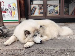 -鲁镇
