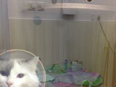 -瑞鹏宠物医院·骨科·猫科·内科(第一中心)