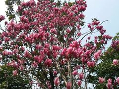 -桃花岛景观公园