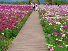 -径山花海