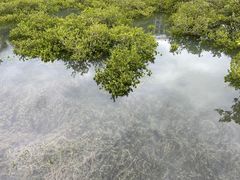 -北海金海湾红树林生态旅游区