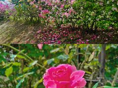 -福建鲤鱼洲酒店