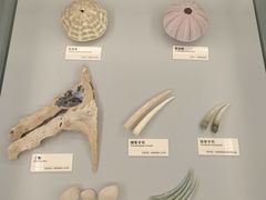 -天津古林古海岸遗迹博物馆