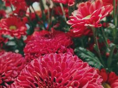 -谷莠子花艺·气球派对·绿植造景·花艺沙龙(金光华广场店)