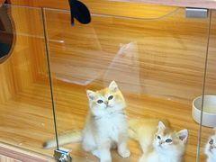 -猫十亿·布偶金渐层·曼基康矮脚猫舍(青年路店)