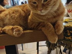 -平行世界·猫咖(首经贸店)