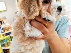 -翊宠yipet猫狗购宠庄园犬舍•猫舍