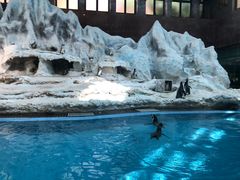 -帝企鹅自助餐厅•儿童岛•真企鹅(长隆企鹅酒店)