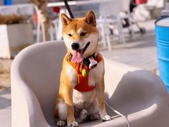 -小意思咖啡店(草桥店)