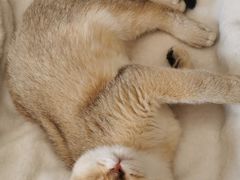 -宠颐生·恒爱宠物医院(静海店)