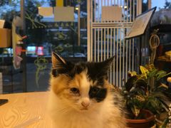 -平行世界·猫咖(首经贸店)