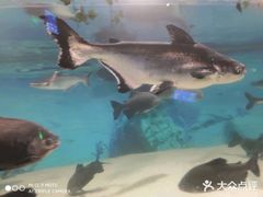 -洛阳龙门海洋馆