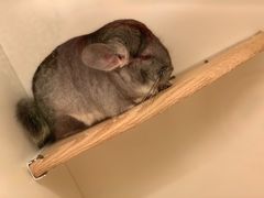 -無牌小范·香港明星美食