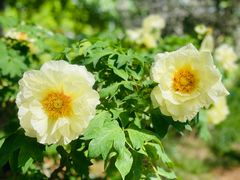 -洛阳市隋唐城遗址植物园
