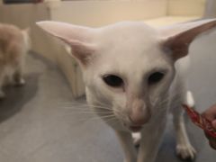 -飞行喵MR PILOT|猫舍·猫咖(静安大融城店)
