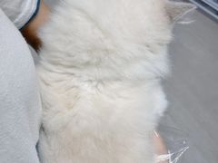 -喵百万·布偶·蓝金金渐层英短·猫舍(百子湾店)