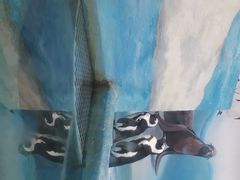 -洛阳龙门海洋馆