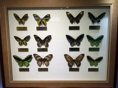 上海昆虫博物馆-上海昆虫博物馆