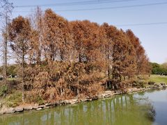 -九里河湿地公园