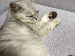 -爱诺耐芙动物医院(万博店)