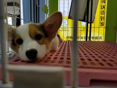 -龟与熊猫宠物公园(南坪店)