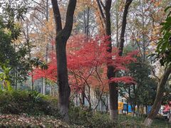 -东航云逸酒店(九溪烟树店)