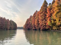 -上海海湾国家森林公园