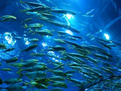 -芜湖新华联大白鲸海洋公园