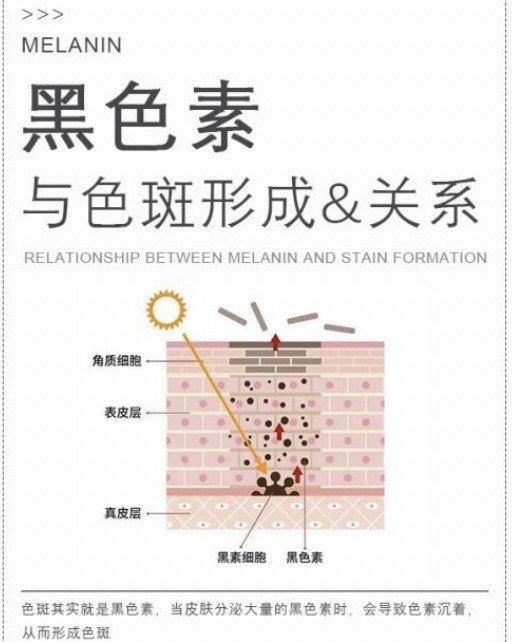 皮肤的黑色素细胞主要分布在表皮之基底层
