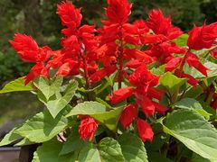 -西郊宾馆·1921餐厅