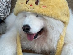 -星多哈·狗咖·拼豆·咖啡