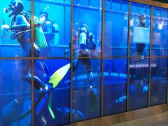 -迪拜水族馆及水下动物园